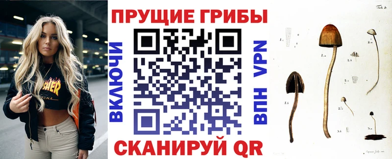 цены наркотик  Медвежьегорск  Псилоцибиновые грибы Psilocybe 